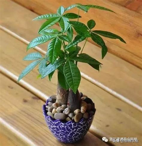 富貴樹種類|發財樹有哪些？8種招財植物讓你財源滾滾 